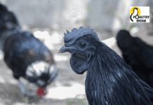 These developed native breed of chickens can prove to be a boon in the poultry business