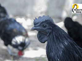 These developed native breed of chickens can prove to be a boon in the poultry business