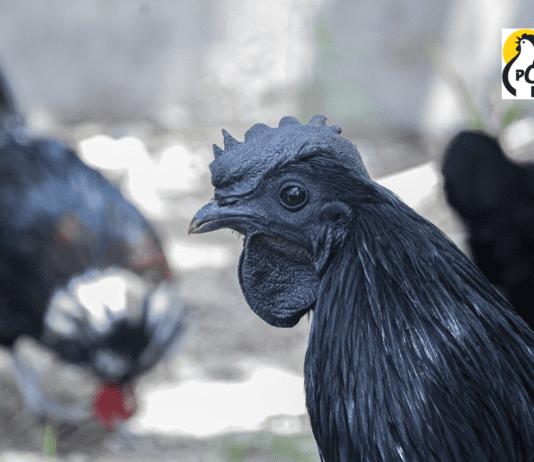 These developed native breed of chickens can prove to be a boon in the poultry business