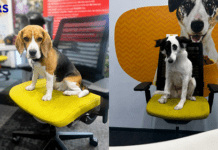 Pets Are Shaping Workplace Culture at Mars Pet Nutrition India